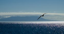Frigatebird with Wolf volcano (Isabella, Galapagos) in th... by Chris Wildblood 
